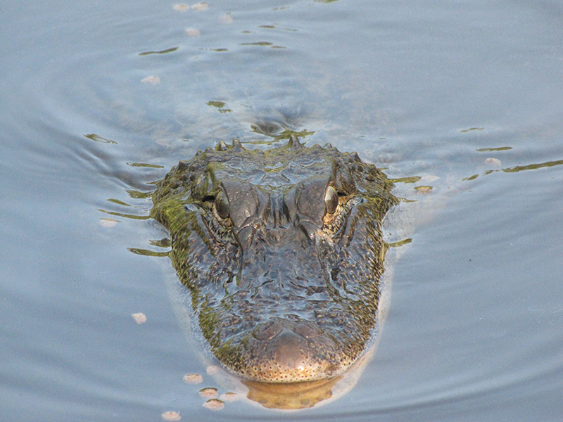 alligator animal nature02