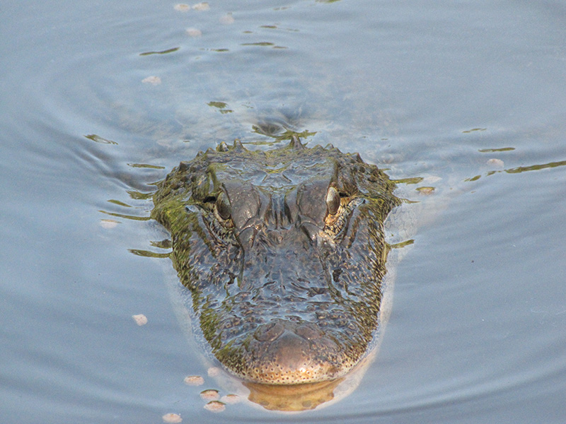 Alligators