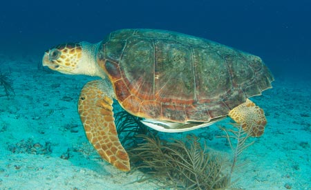 loggerhead sea turtle